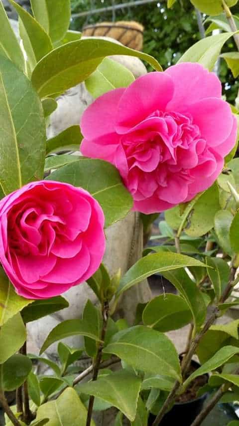 pink cameila